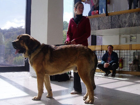 Floyd z Kraje Sokolu: Exc.1, CAC, National Winner - Intermediate Class Males, National show, Brno 09.09.2007
(Sultan x Aylen z Kraje Sokolu)
Keywords: 2007 sokol