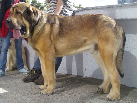 Floyd z Kraje Sokolu: Exc.1, CAC, National Winner - Intermediate Class Males, National show, Brno 09.09.2007
(Sultan x Aylen z Kraje Sokolu)
Keywords: 2007 sokol