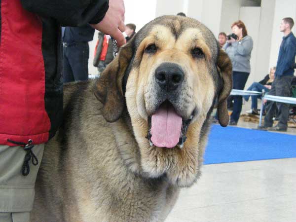 Freon z Kraje Sokolu: EXC 1, CAC, CACIB - Open Class Males, International Show, Brno, 07-08.02.2009
(Sultan x Aylen z Kraje Sokolu)
Born: 31.01.2006

Photo: Hana Schmidtova, 'Kraje Sokolu' © Copyright 
Keywords: 2009 sokol