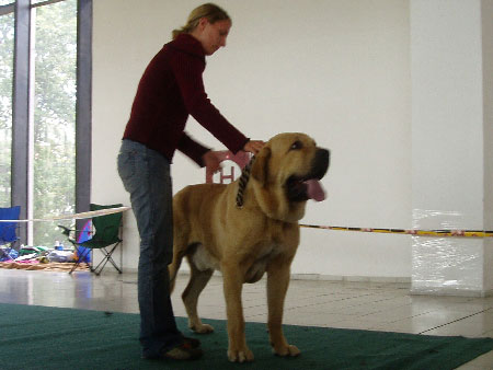 Gabon z Kraje Sokolu: Exc.1, CAJC, BOB - Young Class Males, National show, Brno 09.09.2007
(Sultan x Clea z Kraje Sokolù)

Keywords: 2007 mastes