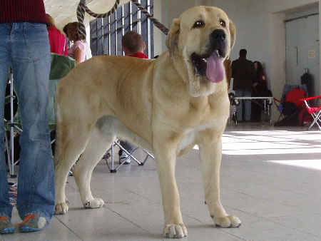 Gabon z Kraje Sokolu: Exc.1, CAJC, BOB - Young Class Males, National show, Brno 09.09.2007
(Sultan x Clea z Kraje Sokolù)
Keywords: 2007 mastes