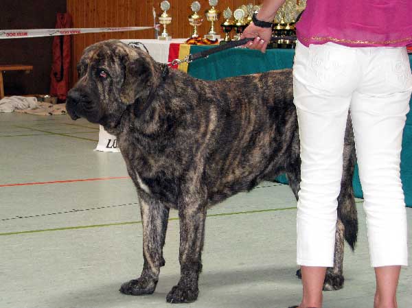 Hassan Mastibe:  EXC 1, CAC VDH - Open Class Males, Club Show, CfM, Bensheim, Germany 02.08.2008
(Druso de la Aljabara x Connie Mastibe )
Born: 03.07.2006
Keywords: 2008 hassan