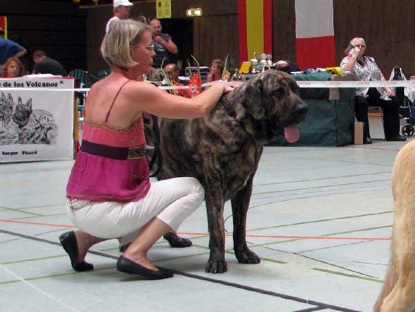 Hassan Mastibe:  EXC 1, CAC VDH - Open Class Males, Club Show, CfM, Bensheim, Germany 02.08.2008
(Druso de la Aljabara x Connie Mastibe)
Keywords: 2008 hassan