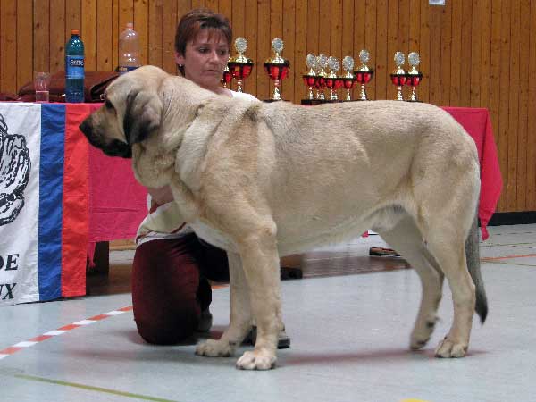 Ramonet (Los Payuelos): EXC 1, CAC VDH, CAC Club - Open Class Males, 03.08.2008, Jubileum show: "100 years of Germany Moloss Club e.V."
(Ron de Babia x Trufa de Trashumancia)

Keywords: 2008