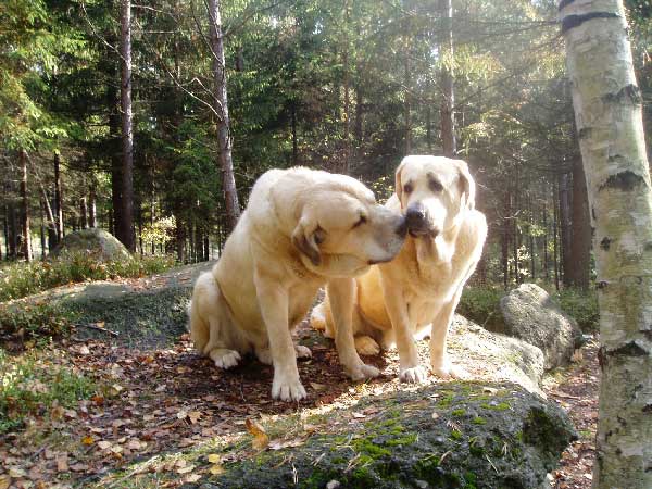 Sultan & Clea z Kraje Sokolu
Sultan: (Ordoño x Princes de la Vega de Albares) 
Clea: (Charly de Valdejera x Ch. Aylen z Kraje Sokolu)  

Keywords: sokolu