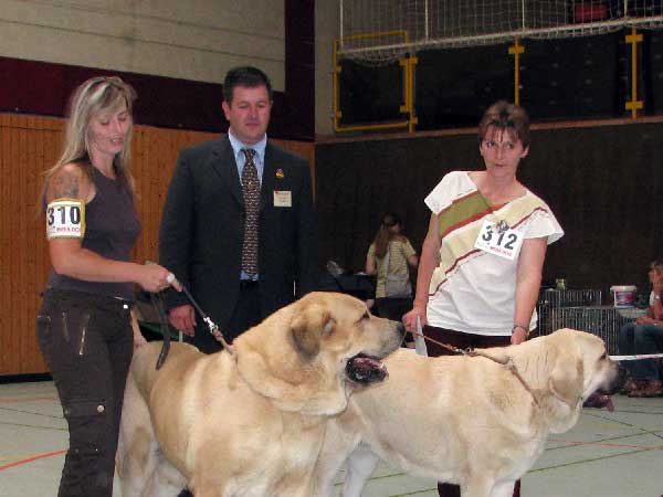 Sultan: EXC 1, CAC VDH, CAC Club, CSA, 100 years Jubileum winner, BOB & Lois Tornado Erben: EXC 1,CAC VDH,CAC Club,CSA,100 years Jubileum winner - 03.08.2008, Jubileum show: "100 years of Germany Moloss Club e.V."
Sultan: Champion Class Males
(Ordoño x Princes De Vega De Albares)

Lois Tornado Erben: Intermediate Class Females
(Basil Mastifland x Florita Maja Tornado Erben) 
Keywords: 2008