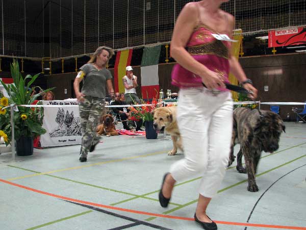 Hassan Mastibe:  EXC 1, CAC VDH (Open Class Males) & Sultan: EXC 1, CAC VDH, CAC Club, CSA, Club winner 2008, BOB (Open Class Males), Club Show, CfM, Bensheim, Germany 02.08.2008
Hassan: (Druso de la Aljabara x Connie Mastibe)
Sultan: (Ordono x Princes De Vega De Albares)

Keywords: 2008