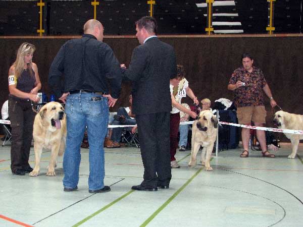 Sultan: EXC 1, CAC VDH, CAC Club, CSA, 100 years Jubileum winner, BOB & Ramonet: EXC 1, CAC VDH, CAC Club - 03.08.2008, Jubileum show: "100 years of Germany Moloss Club e.V."
Sultan: Champion Class Males
(Ordoño x Princes De Vega De Albares)

Lois Tornado Erben: Intermediate Class Females
(Basil Mastifland x Florita Maja Tornado Erben) 
Keywords: 2008