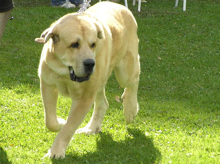 Sultan - Exc.1, CAC, Champion Class Males, Special Show Moloss club CZ, Kromeriz 29.09.2007
(Ordono x Princes de Vega de Albares)

Keywords: 2007 sokol