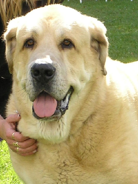 Sultan - Exc.1, CAC, Champion Class Males, Special Show Moloss club CZ, Kromeriz 29.09.2007
Ordono x Princes de Vega de Albares)

Keywords: 2007 head portrait cabeza sokol