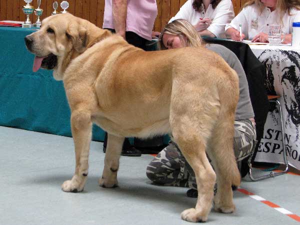 Sultán: Exc.1, CAC VDH, CAC Club, CSA, Club winner 2008, BOB - Club Show, CfM, Bensheim, Germany - 02.08.2008
(Ordono x Princes de Vega de Albares)

Breeder : Angel Sainz De La Maza, Spain
Owner : kennel Z Kraje Sokolu, Czech Republic
Keywords: 2008 sokol