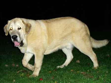 Sultan - 7 months old
(Ordoño x Princes de Vega de Albares)
 

Keywords: puppyczech puppy cachorro sokolu