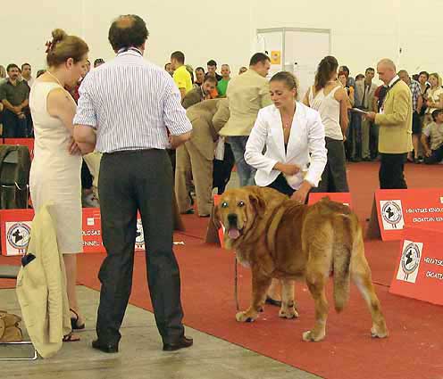 Rint Valeri Asso for Motleyhouse: Exc.1, CAC, CACIB, European Winner - Open Class Males, Euro Dog Show, Zagreb, Croatia 10.06.2007


Klíčová slova: 2007