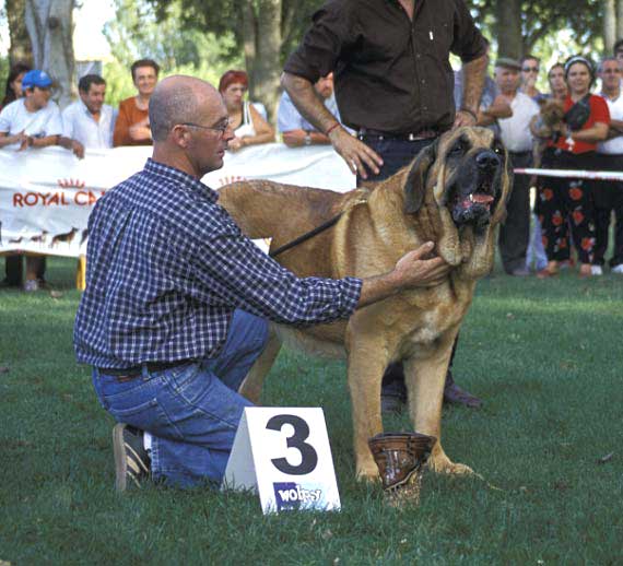 3º Emperador de Hazas de Cesto - Open Class Males - AEPME Monográfica, Valencia de Don Juan, León, 18.09.2004
(Laro de Trashumancia x Akia)
Born: 07.01.1999
Breeder & owner: José F. Usle  

Keywords: 2004 hazascesto