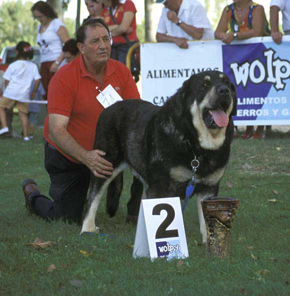 2º Truman II de Cueto Negro - Open Class Males - AEPME Monográfica, Valencia de Don Juan, León, 18.09.2004
(Ch. Truman x Triana III de Babia)
Breeder & owner: Agustín Fernández  

Keywords: 2004 cuetonegro