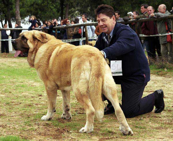 Jorgito de Montes del Pardo - Exc. 6 - Open Class Males - XXI Monográfica AEPME 2001
(Ch. Tonio de Montes del Pardo x Flor de Trashumancia)
Born: 11.03.1999
Breeder: Sergio de Salas
Owner: José Antonio Estévez Iglesias

 

Keywords: 2001