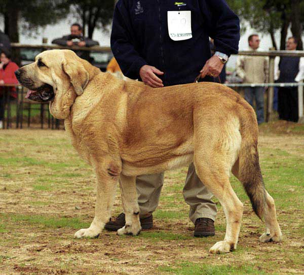 Barcino de Fuente Mimbre, VG 1 - Open Class Males - XXI Monográfica AEPME 2001
(Faraón de Trashumancia x Cristina de Fuente Mimbre)
Born: 28.04.1998
Breeder: Francisco J. Torrijos
Owner: Ramón Prat Sans  



Keywords: 2001