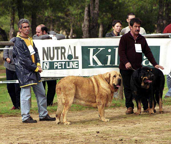 Drake de Montes del Pardo, Exc. 8 - Baltasar de Campollano, Exc. 2 - Open Class Males - XXI Monográfica AEPME 2001
Drake: : (Ch Tonio de Montes del Pardo x Dalila III de Montes del Pardo) - Born: 20.09.1999 - Breeder & owner: Sergio de Salas
Baltasar: (Ortuño del Espinillo x Flecha de Campollano) - Born: 05.11.1998 - Breeder: Luis Moncada, owner: Sergio de Salas  

Keywords: 2001 pardo