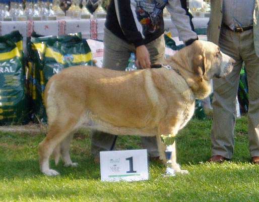 Adéla Bolero-Dudo - Excellent 1, CAC, CACIB, BOB - Open Class Females, International Show, Budapest, Hungary 21.11.2006
(Ch. Arak z Kraje Sokolù x Birget Espanol Arcita) 
Breeder: Jozef Dudo 
Owner: Zsolt Breier 
Keywords: 2006