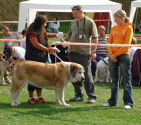 Adorno Ha-La-Mü, Exc.1, Best Veteran Female - Champion Class Females - Club Show Moloss Club, Kromeriz, Czech Rep. 30.09.06
(Leon IV de Monte Jaena x Alba pasecky kout)
Owner: Simona Langrova

Keywords: 2006 veteran veterano