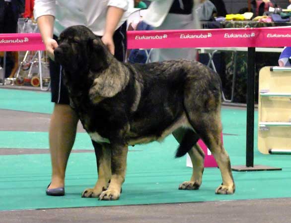 Aes: exc 1, res. CAC, CACIB, Centenary FCI European Dog show Winner 2011 - Open Class Females - Euro Dog Show, Leeuwarden, Holland - 03.09.2011
(Seo de Torreanaz x Saya)
Born 02.12.2008

Photo: Lenka Erbenova, kennel Tornado Erben


Keywords: euro 2011