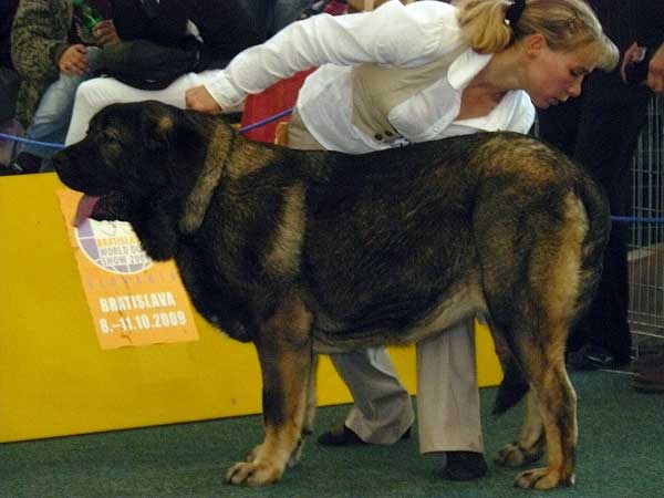 Aes de Zurita: exc 2, CAJC, Junior World Winner, Best Junior, CAC - Junior Class Females, World Dog Show 2009, Bratislava
