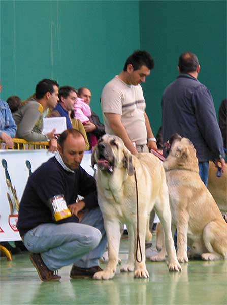 Akiles de Hazas de Cesto, Exc. 3 - Young Class Males - XXV Monográfica AEPME 30.10.2005
(Ch. Mayoral de Hazas de Cesto x Milena de Hazas de Cesto)
Born: 
Breeder: José Fdo. Uslé Rugama
Owner: Kennel Lunava  

Keywords: 2005 lunava