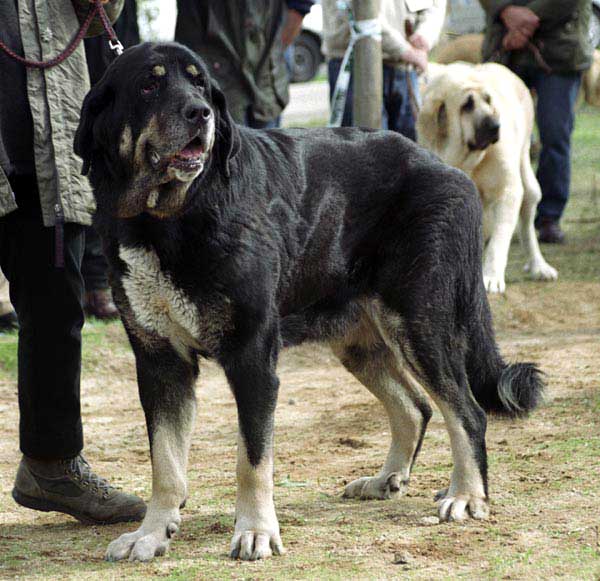 Aliña de los Cuatro Valles, VG 1 - Open Class Females - XXI Monográfica AEPME 2001
(Bronco von Raulstein x Pipimesta de la Lobera)
Born: 14.02.1995 
Breeder Henning Figge 
Owner: Detlev Lachmann


 

Keywords: 2001