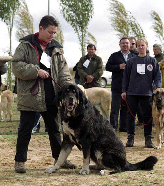 Aliña de los Cuatro Valles, VG 1 - Open Class Females - XXI Monográfica AEPME 2001
(Bronco von Raulstein x Pipimesta de la Lobera)
Born: 14-02-1995 
Breeder Henning Figge 
Owner: Detlev Lachmann


 

Keywords: 2001