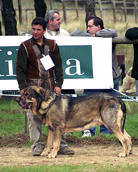 Almendro de Jusiante - Exc. 9 - Open Class Males - XXI Monográfica AEPME 2001
(Cronos x Calima del Corisco)
20.01.1997
Breeder & owner: Juan Silla Tronchoni  


Keywords: 2001 jusiante