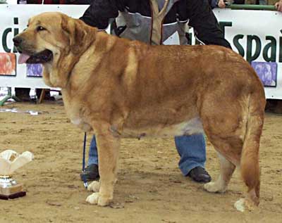 Ama de Autocan - Exc. 1ª, CAC (Open Class Females) - Monográfica AEPME, Viana de Cega, Valladolid, 20.10.2002
(Opel II de Autocan x Mora II) 
Breder & owner: Isidro García.  


Keywords: 2002 autocan