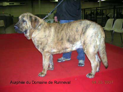 Aurphee du Domaine de Runneval, 2nd exc -  Intermediate Class Females, International show Angers, France 25.03.2007
(Flashy Utane Mastibe X Ulna du Domaine de Runneval) 

Keywords: 2007