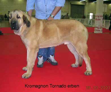 Kromagnon Tornado Erben, 1rst  very promising - Puppy Class Males, International show Angers, France 25.03.2007
(Basil Mastifland X Deborah Tornado Erben )

Keywords: 2007 kromagnon