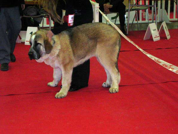 Cyrano, Very Promising Puppy Class Male - International show, Angers, France - 30.03.2008
Keywords: 2008