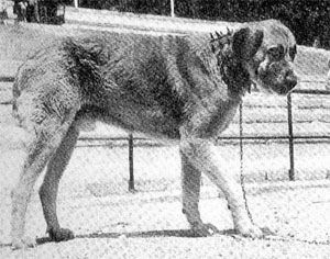 Perro de Ganado en la Féria del Campo. Madrid 1962
Photo from article by Félix García © Copyright 
- Published in Todo Perros 2003

Keywords: 1962