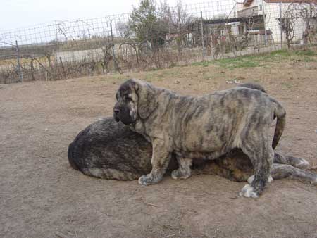 Puppies from Valdejera
Keywords: valdejera cachorro