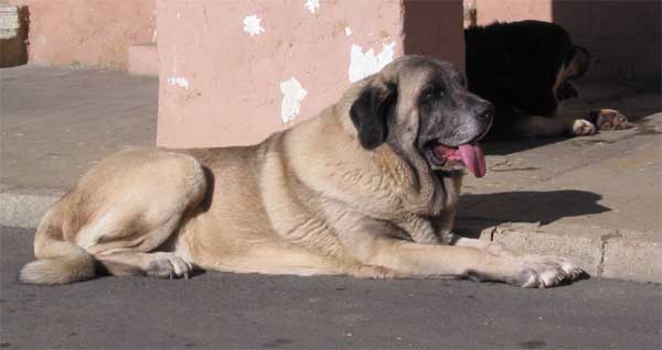 Apolo de Cueto Negro - Mansilla de las Mulas 07.11.2004
(Remo x Triana III de Babia)
Born: 16-11-2000
Breeder & owner: Agustín Fernández Díez  

Keywords: 2004 cuetonegro