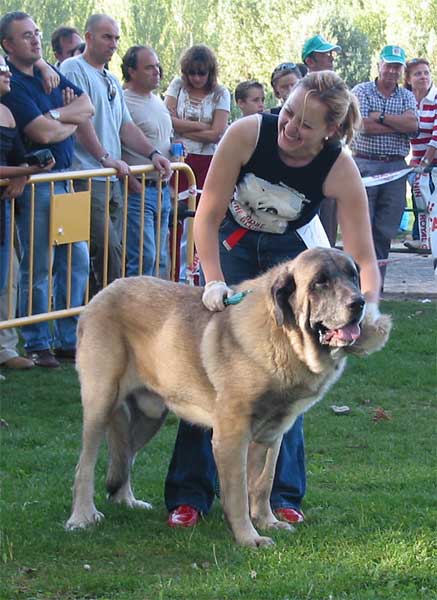 Apolo de Cueto Negro - Open Class Males - AEPME Monográfica, Valencia de Don Juan, León, 18.09.2004
(Remo x Triana III de Babia)
Breeder & owner: Agustín Fernández  

Keywords: 2004 cuetonegro