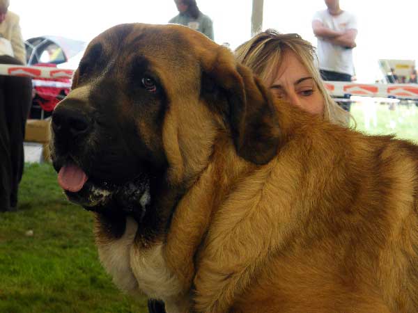 Aragon vom Eisinger Land : EXC.1, CAC, NATIONAL WINNER, BOB - Champion Class, National Show, Mlada Boleslav 19.07.2009
(Arak z Kraje Sokolu x Luana vom Haus vom Steraldted)

Keywords: 2009 sokol head portrait cabeza