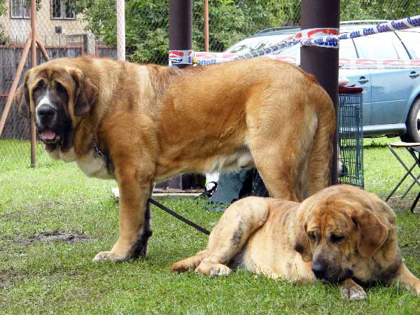 Aragon vom Eisinger Land : EXC.1, CAC, NATIONAL WINNER, BOB & Chanel Zaark Mastibe:- Exc.2, res.CAC - National Show, Mlada Boleslav 19.07.2009
Aragon: (Arak z Kraje Sokolu x Luana vom Haus vom Steraldted)
Chanel: (Arak z Kraje Sokolu x Amiga Zazi Bis Mastibe)  
 
 

Keywords: 2009