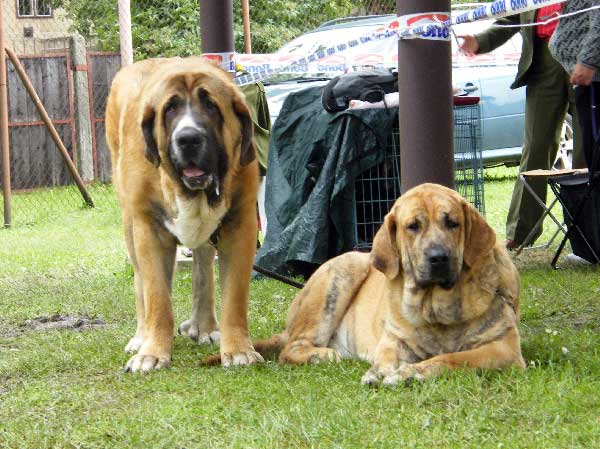 Aragon vom Eisinger Land : EXC.1, CAC, NATIONAL WINNER, BOB & Chanel Zaark Mastibe:- Exc.2, res.CAC - National Show, Mlada Boleslav 19.07.2009
Aragon: (Arak z Kraje Sokolu x Luana vom Haus vom Steraldted)
Chanel Z: (Arak z Kraje Sokolu x Amiga Zazi Bis Mastibe)
Keywords: 2009