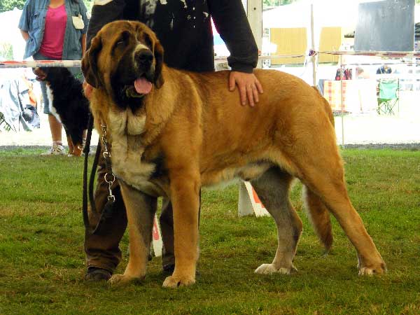 Aragon vom Eisinger Land : EXC.1, CAC, NATIONAL WINNER, BOB - Champion Class, National Show, Mlada Boleslav 19.07.2009
(Arak z Kraje Sokolu x Luana vom Haus vom Steraldted)
Keywords: 2009 sokol