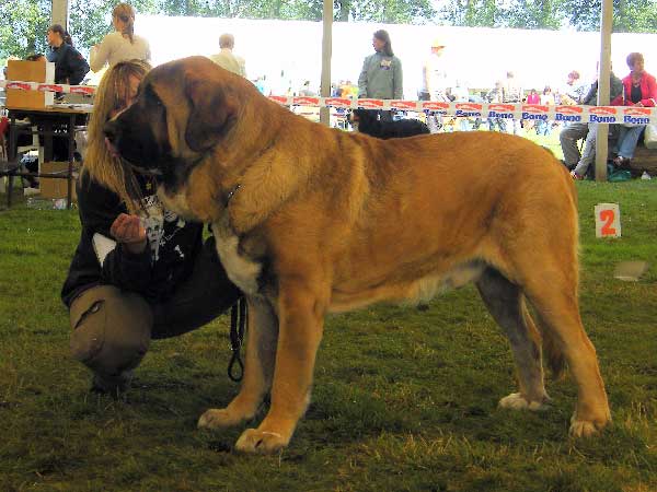 Aragon vom Eisinger Land : EXC.1, CAC, NATIONAL WINNER, BOB - Champion Class, National Show, Mlada Boleslav 19.07.2009
Keywords: 2009 sokol