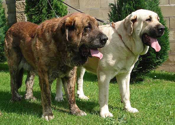 Arak z Kraje Sokolu & Amiga Zazi Bis Mastibe - parents of the Mastibe puppies born 22.07.2007
Keywords: sokol mastibe