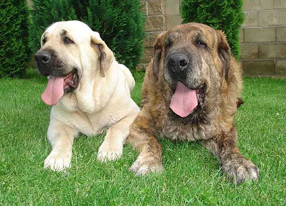 Amiga Zazi Bis Mastibe & Arak z Kraje Sokolu - parents of the Mastibe puppies born 22.07.2007
Keywords: mastibe sokol