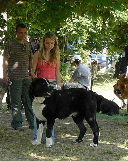 Ares spod Okruhlej Vinice: Exc. 1, CAC - Intermediate Class Males, National show Senec 01.06.2007
Baskervil Mastibe x Brita Priehrada 
Born: 15.07.2005 


Keywords: 2007