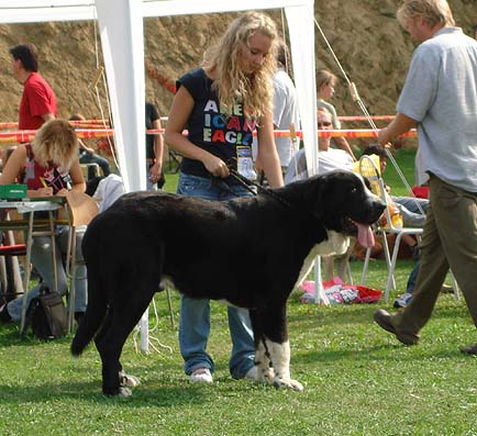 Ares spod Okruhlej vinice, Exc.1, CAJC, Young Class Males - Club Show Moloss Club, Kromeriz, Czech Rep. 30.09.06
(Ich.Baskervil Mastibe x Ch.Brita Priehrada) - Owner: Petra Hambalkova

Keywords: 2006