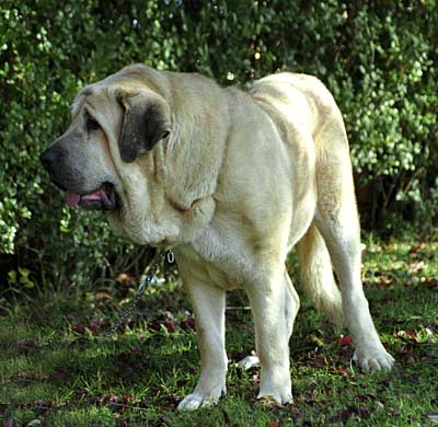 Ch Aro de Valdejera - Mansilla de las Mulas, León, 08.11.1999
(Ch. Chon de Valdejera x Navacerrada) 
Breeder & owner: Eduardo Sierra

 

Keywords: 1999 valdejera