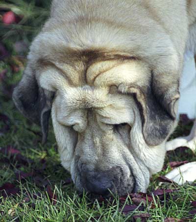 CH. Aro de Valdejera
(Ch. Chon de Valdejera x Navacerrada). 
Breeder & owner: Eduardo Sierra
Mansilla de las Mulas 1999
Photo: Sally Nielsen - © Copyright  

Keywords: head portrait cabeza