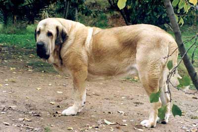 Ch Aro de Valdejera
(Ch. Chon de Valdejera x Navacerrada) 
 

